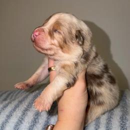 Chicken Nugget - Red merle male Australian Shepherd puppy in Anniston, Alabama from All Hale Aussies