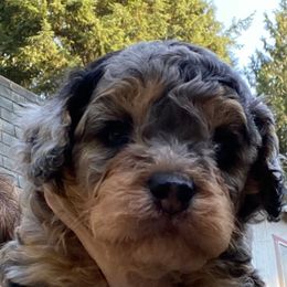 Blue phantom Merle, - Merle male Cockapoo puppy in Lake Stevens, Washington from Maranatha Cockapoos
