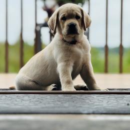 Labrador Retriever Puppies from Trust in the Lord Labradors