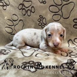 Isabella Dapple - Dapple male Dachshund puppy in George West, Texas from Rockin M Kennel