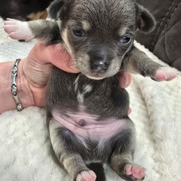 Bluey - Blue brindled fawn male Chihuahua puppy in Knoxville, Tennessee from Turners Chihuahua