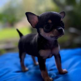 Mouse - Black and tan female Chihuahua puppy in Saint Johns, Florida from Acme Chihuahuas (Cheeky Chis)
