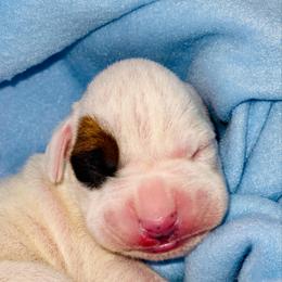 Boy 5 - White male Boxer puppy in Oregon, Pennsylvania from Schaible's Boxer Huddle