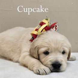 Girl 1 - Light golden female Golden Retriever puppy in Milford, Michigan from Servant Kennel