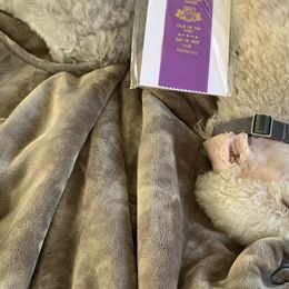 Bedlington Terriers from Barbos Heart