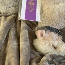 Bedlington Terriers from Barbos Heart