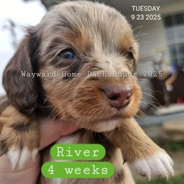 River - Dapple female Dachshund puppy in Harrodsburg, Kentucky from Wayward Home Dachshunds