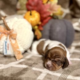 Sam - Piebald female Dachshund puppy in Deming, New Mexico from FoxieDoxies of New Mexico