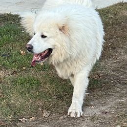 Sitka - Caucasian Shepherd Dog