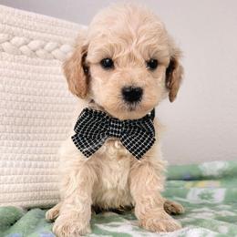 Elvis - Cream male Goldendoodle puppy in Temecula, California from Oodles O'Doodles
