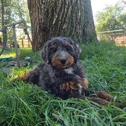 Virginia - female Golden Mountain Doodle puppy in Boise, Idaho from Nesting Dolls