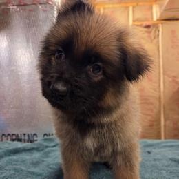 Purple Collar Girl - Sable female German Shepherd puppy in Dallas, Pennsylvania from Mountainside German Shepherds