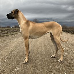 Great Danes from Buffalo Creek Great Danes