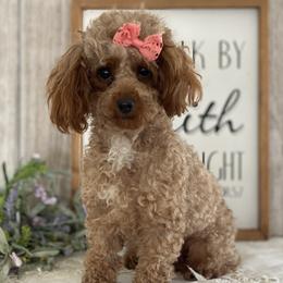 Jewel - Poodle