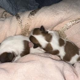 Shih Tzu Puppies from Wood Foo Breeders