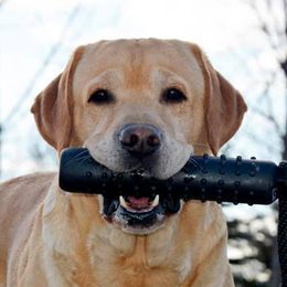 Diesel - Labrador Retriever