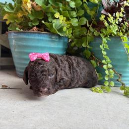 Little Miss Tater Tot - Chocolate female Goldendoodle puppy in Camden, North Carolina from Oopsie Doodles of NC