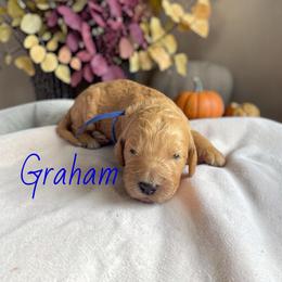 Graham - Apricot male Goldendoodle puppy in Polk City, Florida from Golden Creek Doodles
