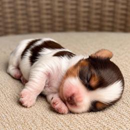 Copeland - Tan and white male Yorkshire Terrier puppy in Jacksonville, Florida from Yorktown Yorkies