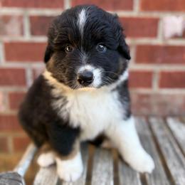 Shark Attack - Black tri-color male Australian Shepherd puppy in Jena, Louisiana from Diamond 5 Aussies