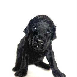 Vixen - Black female Goldendoodle puppy in Pulaski, Tennessee from Doodle My Heart