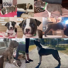 ODB's A Dream Come True - Seal brown American Bully puppy in Saratoga Springs, New York from Oily Drop Bullies