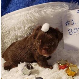 Not named - Chocolate and tan male Yorkshire Terrier puppy in Marion Station, Maryland from Anna's Yorkie Treasures