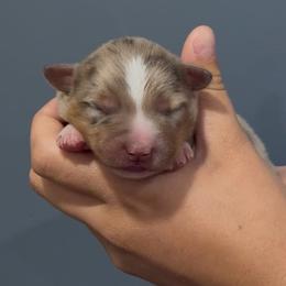 Buck - Red merle male Miniature Australian Shepherd puppy in North Lakeport, California from Wild Rose Ranch