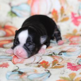 Shadow 3,300 - Black and tan male Chihuahua puppy in Cache, Oklahoma from Charming Lil Chihuahuas