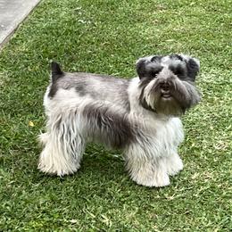 Flair - Miniature Schnauzer