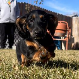 Cavalier King Charles Spaniel and Dachshund Puppies from Cavalier Companions CO.