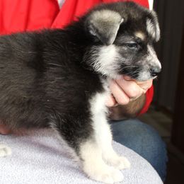 E - Panda female German Shepherd puppy in Yakima, Washington from Bahr-S German Shepherds