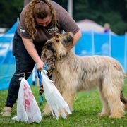 Beauceron and Briard All Grown Up from du Coeur Rose Briards and Beaucerons