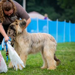 Beauceron and Briard All Grown Up from du Coeur Rose Briards and Beaucerons