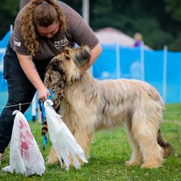 Beauceron and Briard All Grown Up from du Coeur Rose Briards and Beaucerons