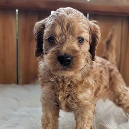 Hunter - Buff and white male Cockapoo puppy in Salt Lake City, Utah from Utah Cocker Spaniels