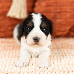 Cockapoo Puppies from Firm Foundation Cockapoos