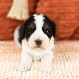 Cockapoo Puppies from Firm Foundation Cockapoos
