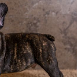 French Bulldogs from Savvy Frenchies