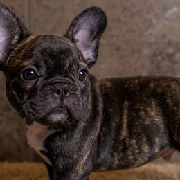 French Bulldogs from Savvy Frenchies