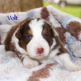 Volt - Red tri-color male Australian Shepherd puppy in Coldwater, Michigan from Northern Star Australian Shepherds