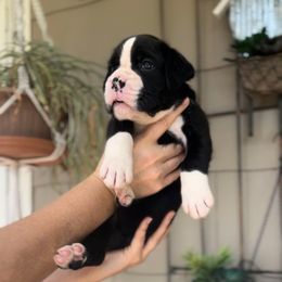 EUROPEAN Decllan - Brindle male Boxer puppy in Purdy, Missouri from Luxe Dynasty