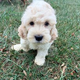Cove with training - Buff and white male Cockapoo puppy in Boonville, North Carolina from Doods & Dolls