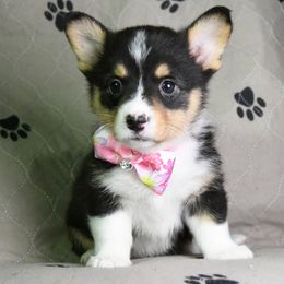 Pembroke Welsh Corgi Puppies from Synergy Stables, Inc.
