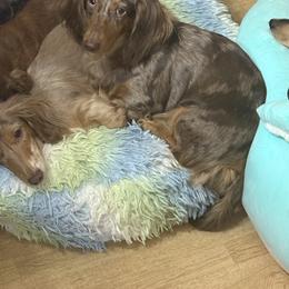 Izzy - Dachshund