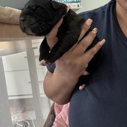 Cane Corso Puppies from Bellissima Cala Cane Corso