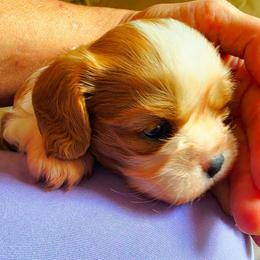 Watkins - Blenheim male Cavalier King Charles Spaniel puppy in Watsontown, Pennsylvania from Huntsman Cavaliers