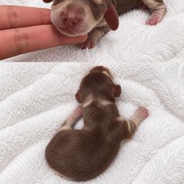 Female 1 - Chocolate and cream female Dachshund puppy in Wahiawa, Hawaii from Versatile Ohana