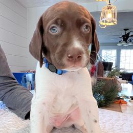 German Shorthaired Pointers from Heather Swallows's German Shorthaired Pointers