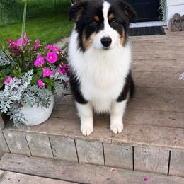 Louis - Australian Shepherd
